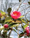 Japanese Camellia 
«Shintsukasa»