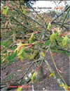 Acer Palmatum Japonicum 
«Green lace»