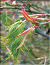 Acer Palmatum Japonicum 
«Green lace»