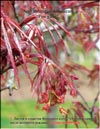 Японский пальчиковый 
клён «Огненное сияние» – Acer Palmatum Japonicum «Fire glow»