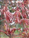 Acer Palmatum Japonicum «Fire glow»