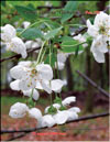 Дикая вишня – Prunus cerotina «Globulus»