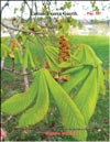 Каштан – Castanea verca Gaerth.