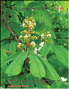 Chestnut – Castanea verca Gaerth.