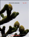 Îáåçüÿíüå äåðåâî – 
Araucaria araucana