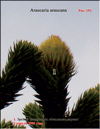 Monkey puzzle tree – 
Araucaria araucana