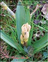 Rose Hyacinths