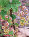 Red currants – 
Ribes vulgare Lam.