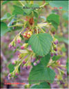 Black currants – Ribes nigrum L.