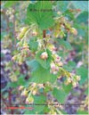 Black currants – 
Ribes nigrum L.