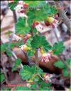 Gooseberry – Ribes 
uva-crspa L.