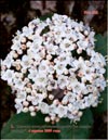 Unknown flowering bush