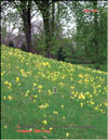 Cowslips – Primula veris L.