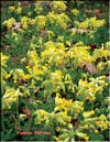 Cowslips – 
Primula veris L.