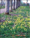 Cowslips – 
Primula veris L.