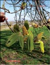 Chestnut – Castanea verca Gaerth.