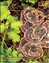 Maitake