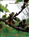 Apricot trees in April