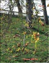 Chestnut – Castanea verca 
Gaerth.