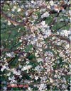 Вишня обыкновенная – Prunus 
cerasus L.