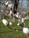 Magnolia Soulangeana 
– hybrid ««Iolanthe»