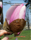 Magnolia Soulangeana – hybrid «Iolanthe»