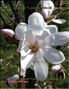 Magnolia «Loebneri», Merill