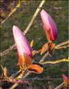 Magnolia «Royal Crown»