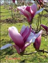 Magnolia «Betty»