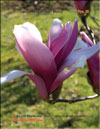 Magnolia «Betty»