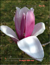 Magnolia «Heaven Scent»