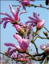 Magnolia «Merill», Rosea