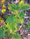 Yellow raspberries – Rubus ellipticus