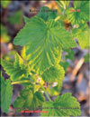 Yellow raspberries – Rubus ellipticus