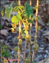 Red currants – Ribes vulgares Lam.></A>
<H3>Fig.67</H3></TD>
<TD ALIGN=center><A HREF=