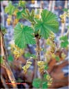 Black currants – Ribes nigrum L.