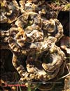 Maitake