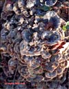 Maitake