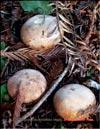 Champignons