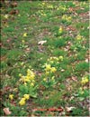 Первоцвет весенний – Primula veris L.