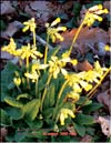 Первоцвет весенний – Primula veris L.