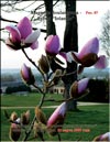 Magnolia «Iolanthe»