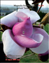 Magnolia «Iolanthe»