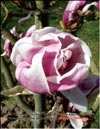 Magnolia «Wada’s picture»