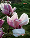 Magnolia «Wada’s picture»