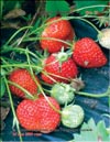 Garden strawberries (Fragaria ananassa)