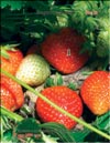 Garden strawberries (Fragaria ananassa)