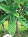 Loquat (Photina Japonica)