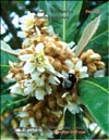 Loquat (Photina Japonica)