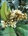 Loquat (Photina Japonica)